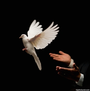 White-Dove-Release-Freedom-Peace